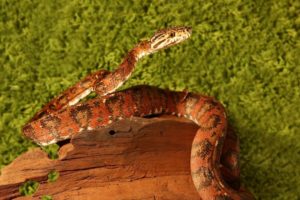 Amazon Tree Boa Care Sheet (Complete Guide) - ReptileHow.com