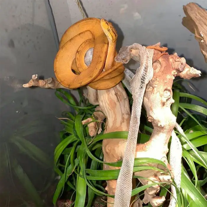 amazon tree boa skin shedding