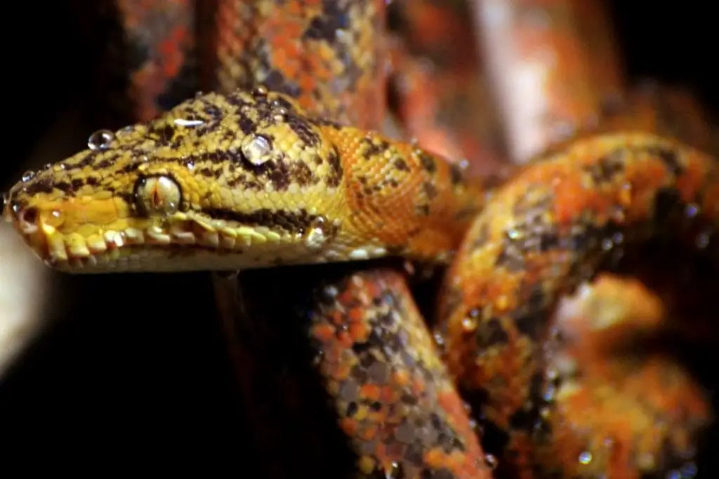 amazon tree boa with water mist on its skin