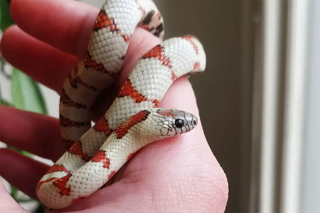 amelanistic morph lampropeltis leonis