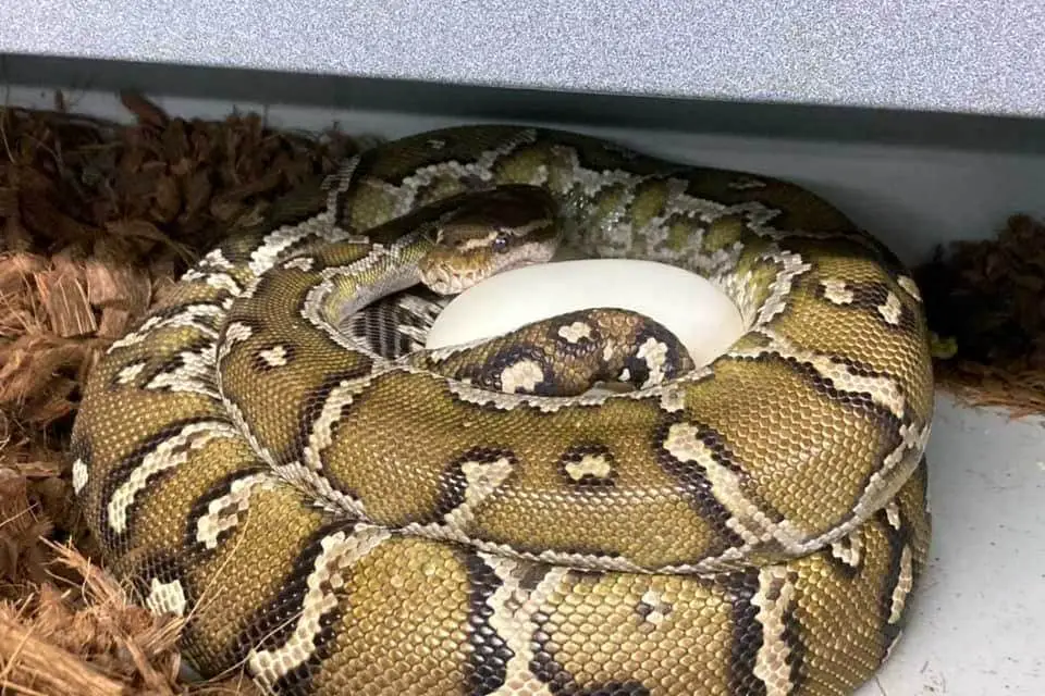 female anchieta's python guarding its egg clutch