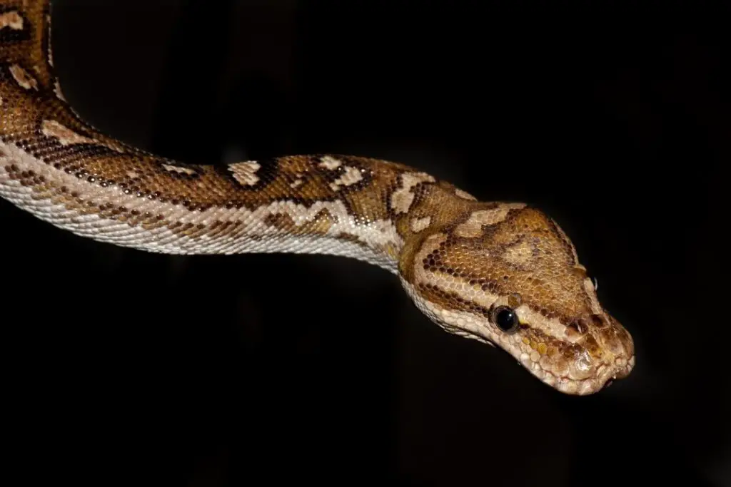angolan python under basking bulbs