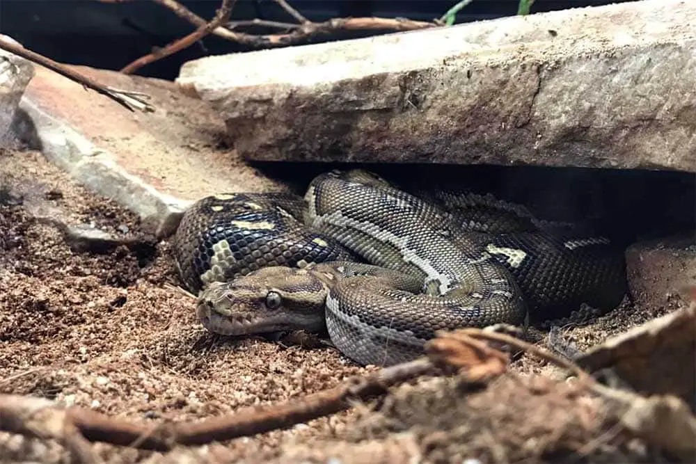 angolan python in a hide
