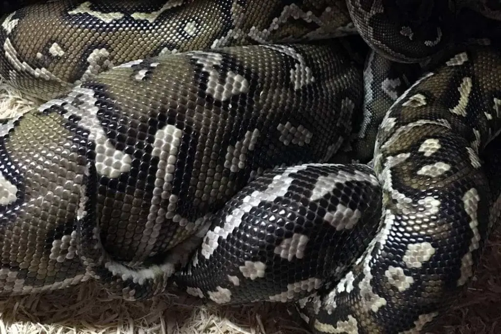 pair of anchieta's dwarf pythons copulating