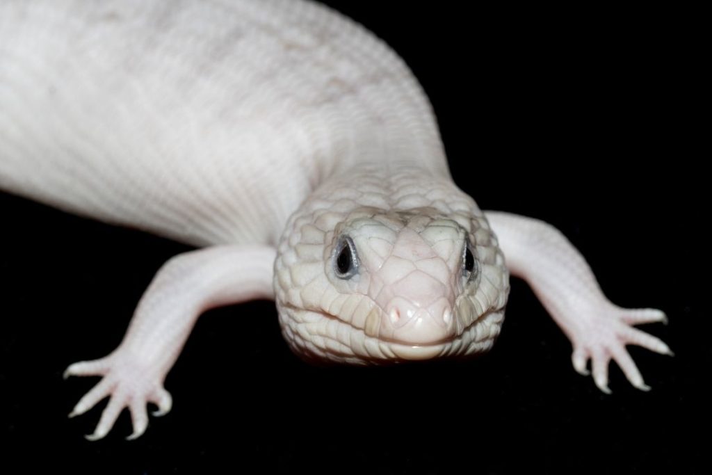 anery morph blue tongued skink