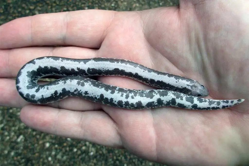 anery paint kenyan sand boa