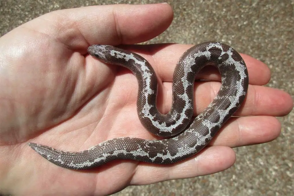 anery stripe sand boa