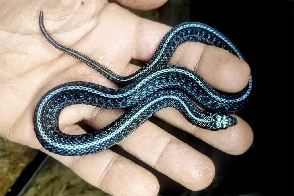 anery morph garter snake