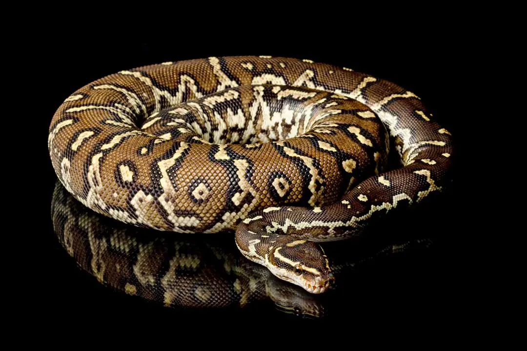 Python Anchietae