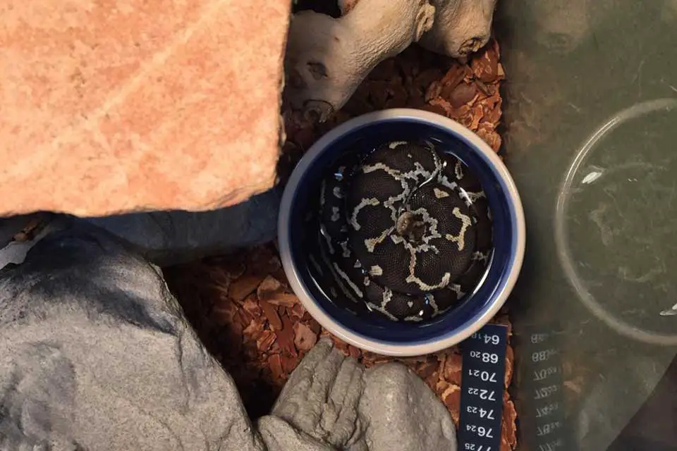 angolan python bathing in its water bowl