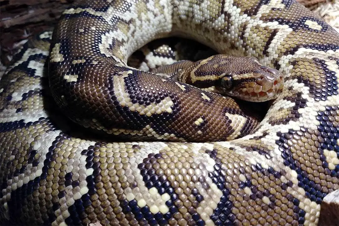 angolan python scales closeup
