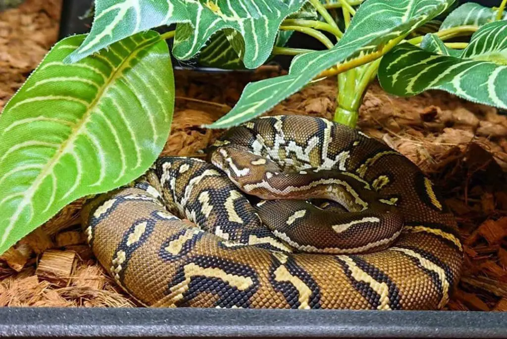 inside an angolan python's cage