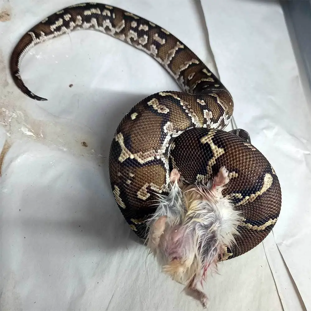 angolan python feeding on a frozen rat