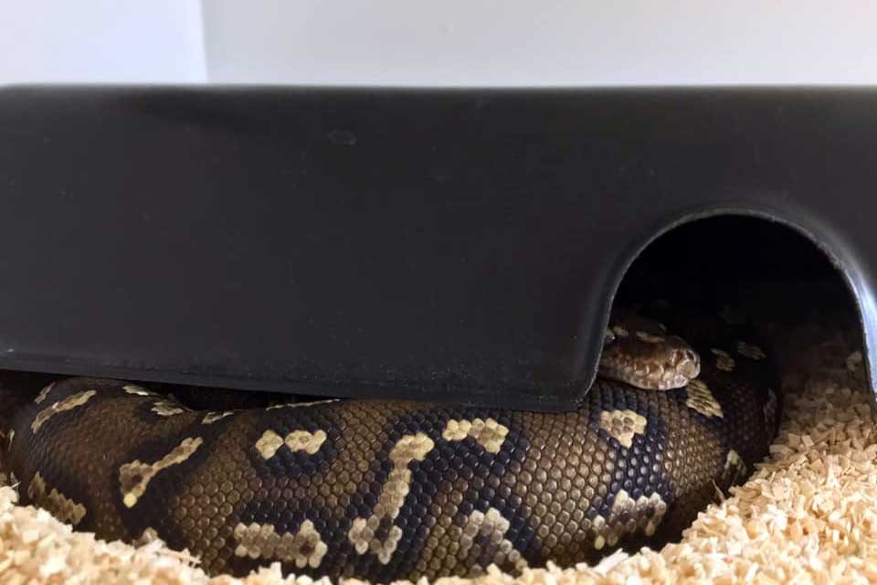 angolan python inside a shelter