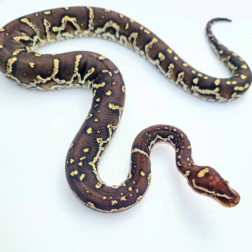 angolan python morph