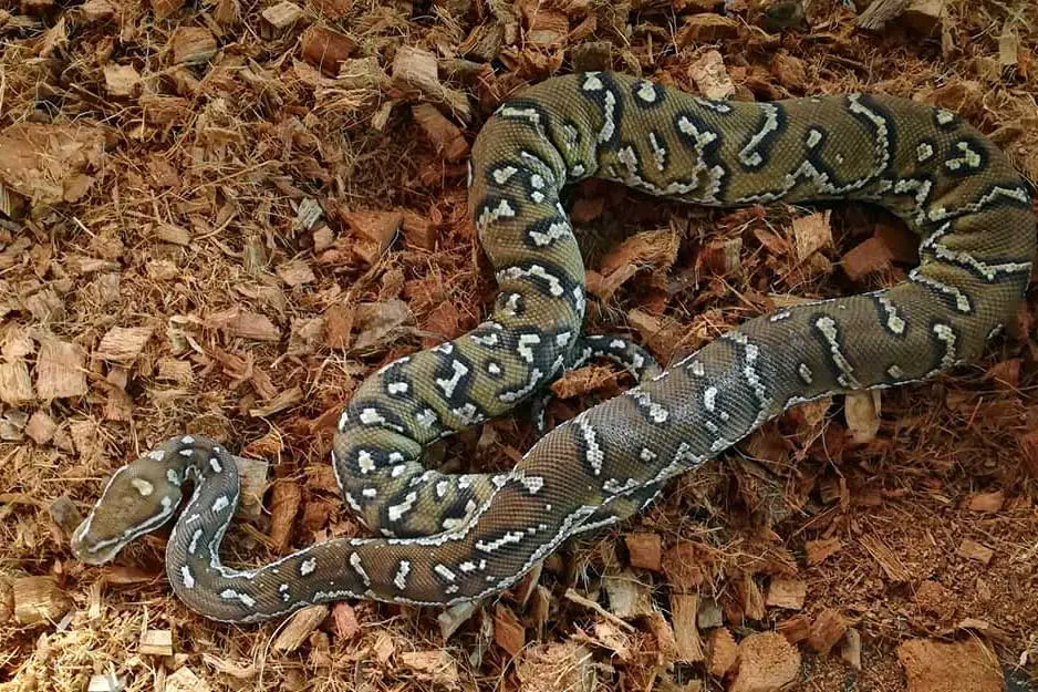 Anchietae python on reptichip substrate