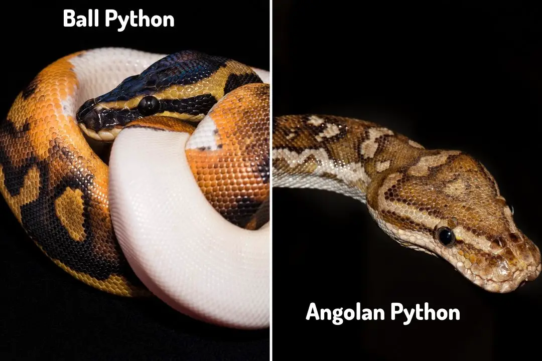 angolan python next to a ball python for comparison