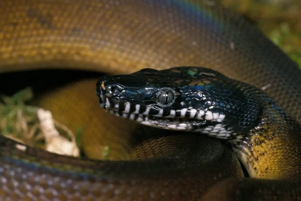 angry northern white lipped python