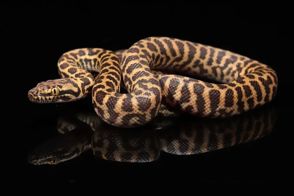 children's python on a black background