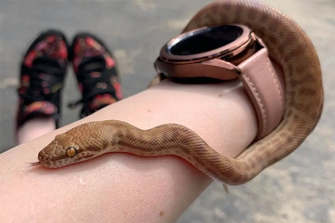 docile children's python snake