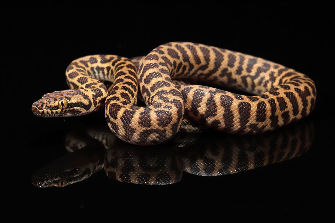 10 Children's Python Morphs (With Pictures) - ReptileHow.com