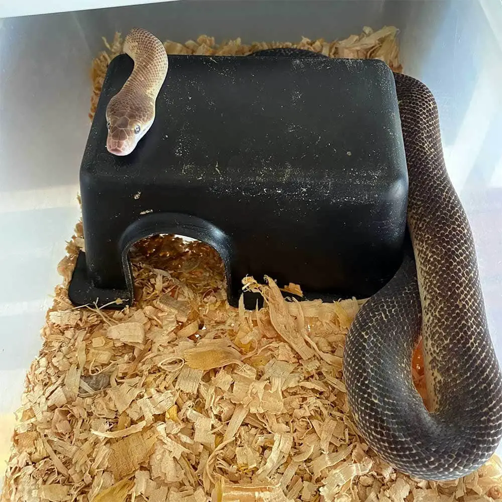 antaresia python in its hide box