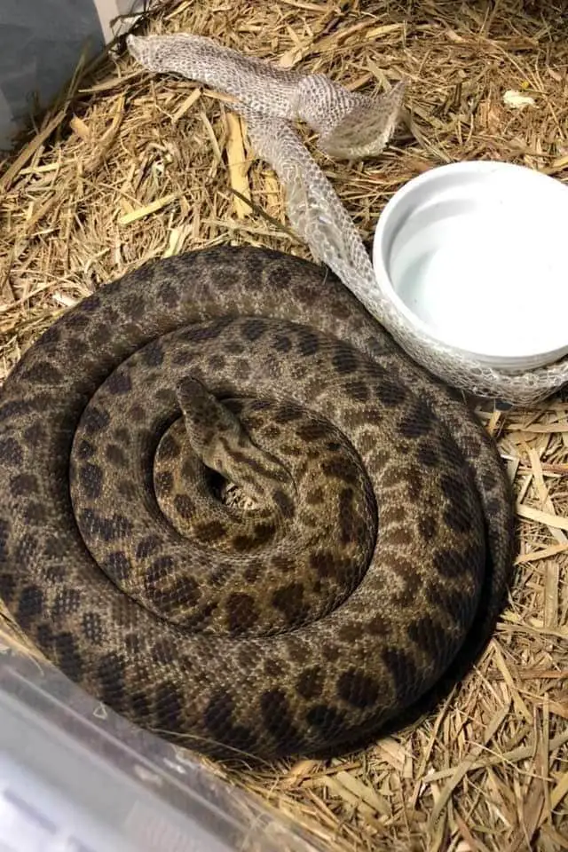 antaresia python shedding