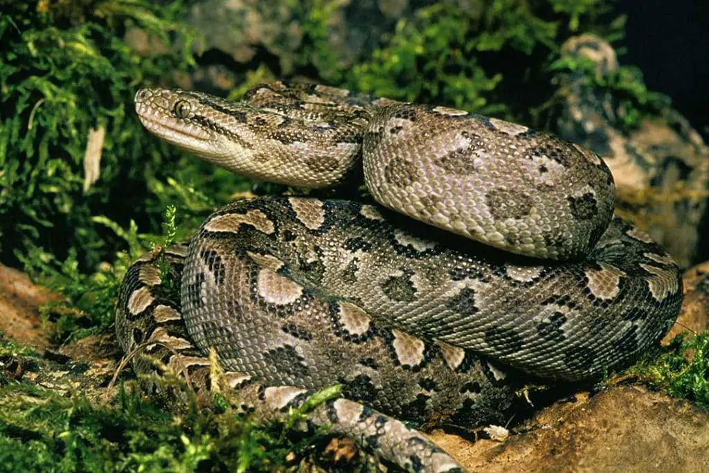 Argentine Rainbow Boa, epicrates cenchria alvarezi, Adult