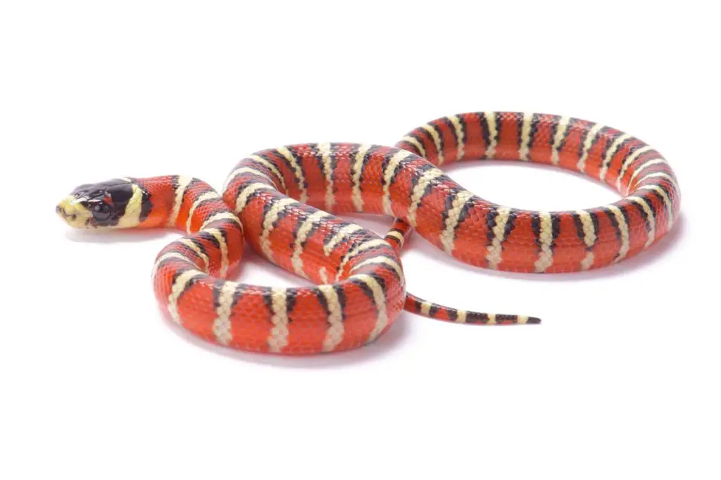 arizona milksnake