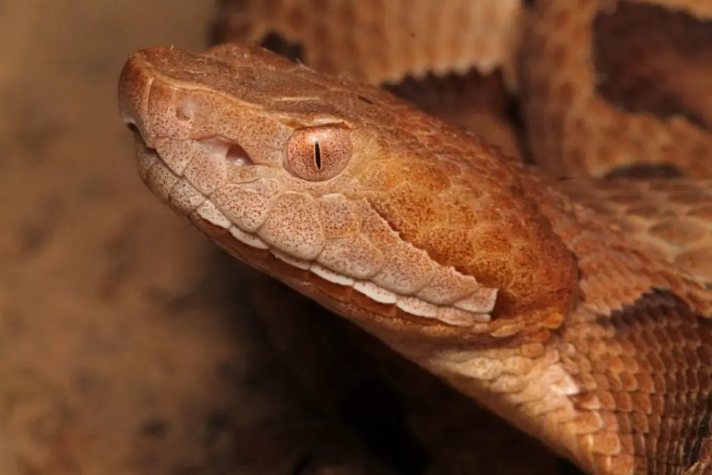 Australian Copperhead