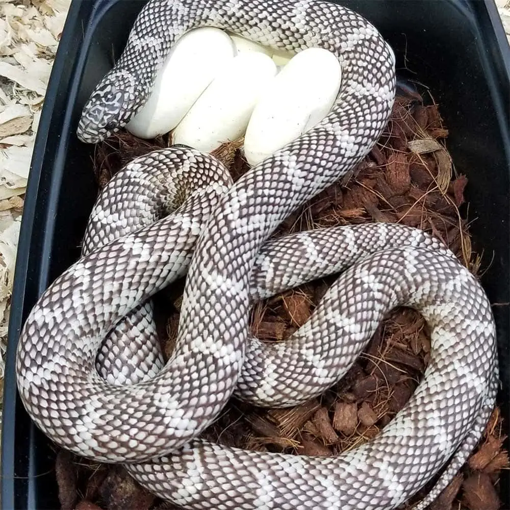 axanthic king snake blizzard