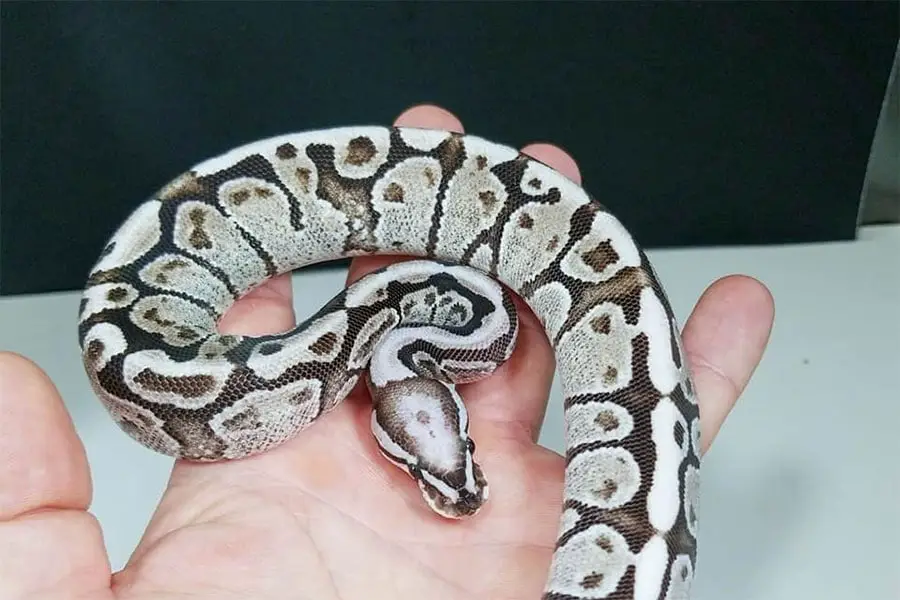 axanthic ball python