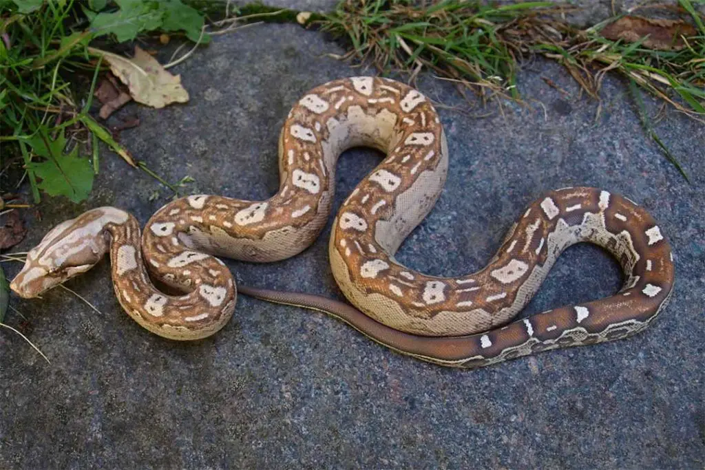 aztec boa constrictor