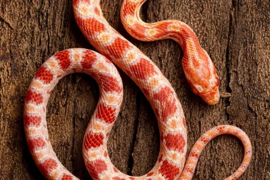 baby albino corn snake