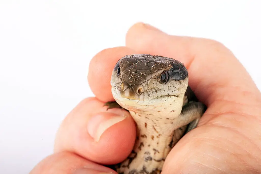 baby blue tongued skink