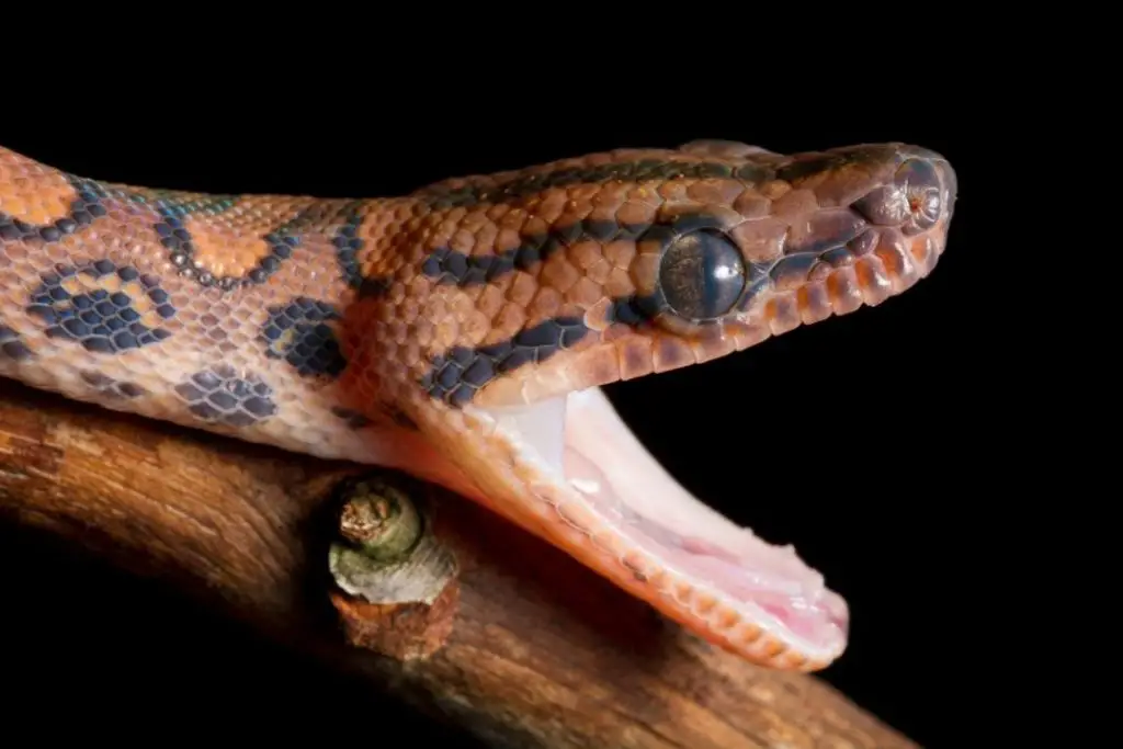 baby brazilian rainbow boa showing its teeth