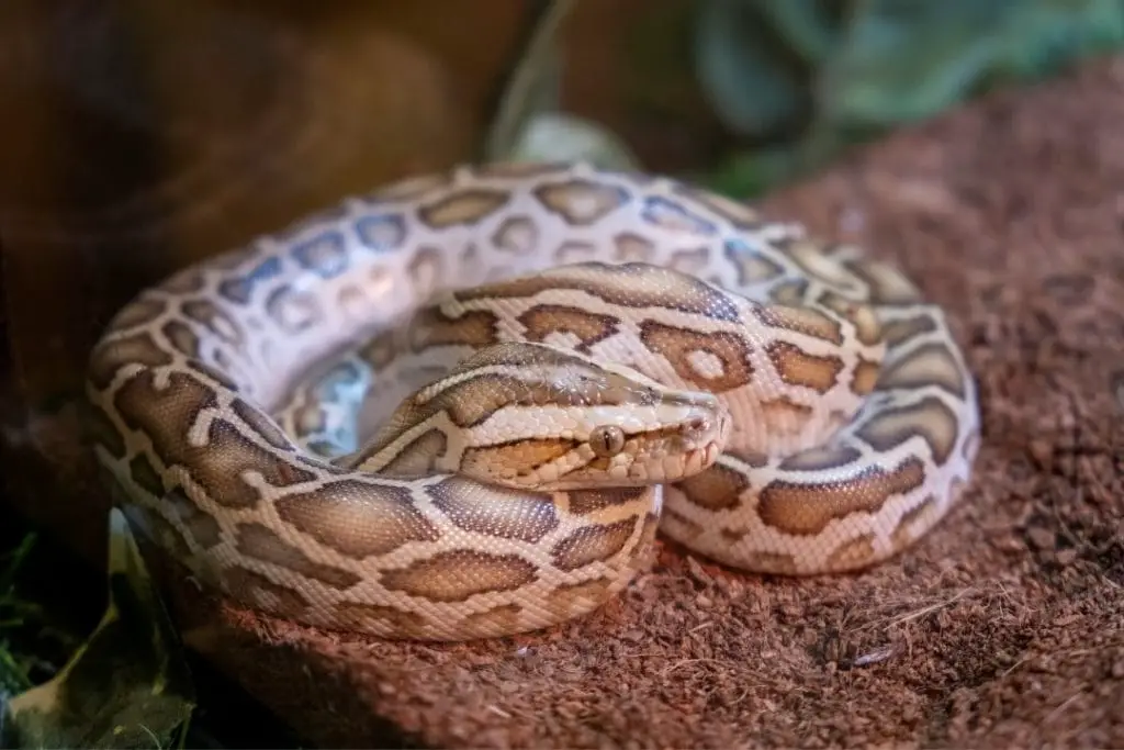 baby hypo burmese python