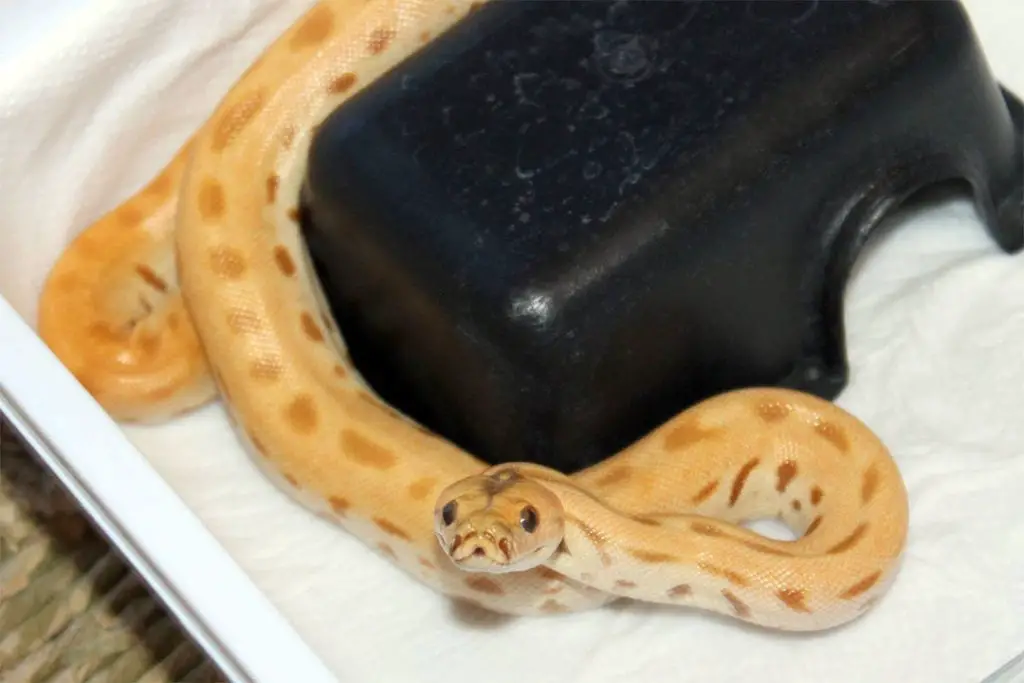 baby burmese python hiding in a shelter box
