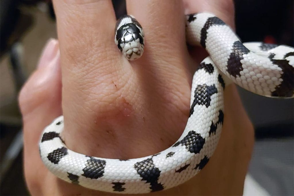 baby california king snake in a human hand