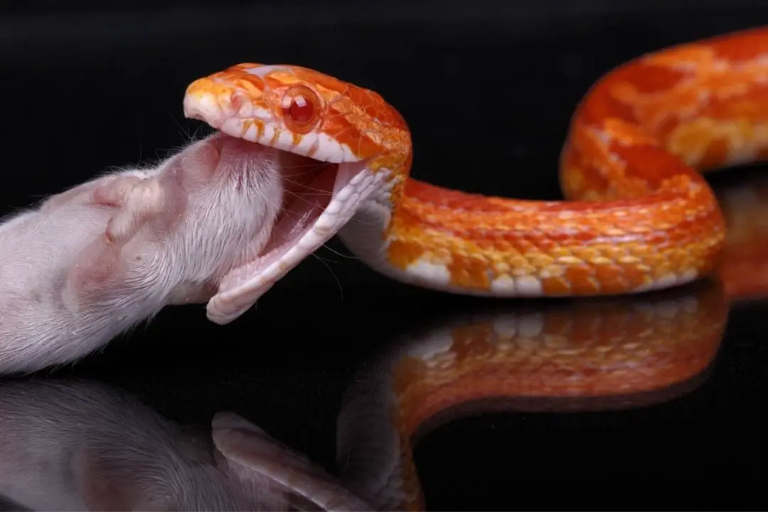 baby corn snake eating a pinky mouse
