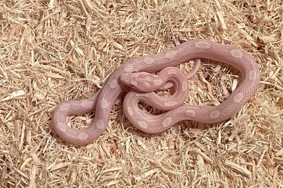 baby corn snake in aspen bedding