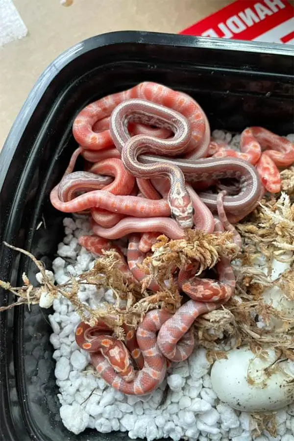 new born corn snakes