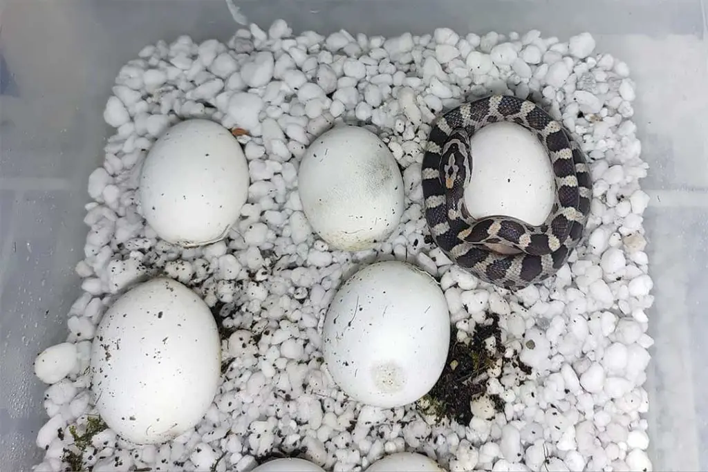 baby corn snakes hatching