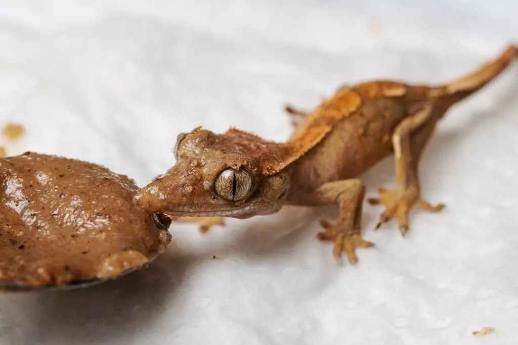 baby crested gecko drinking