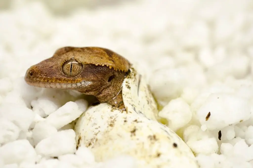 baby crested gecko getting out of its egg