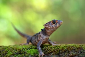 Red-Eyed Crocodile Skink Care Sheet - ReptileHow.com