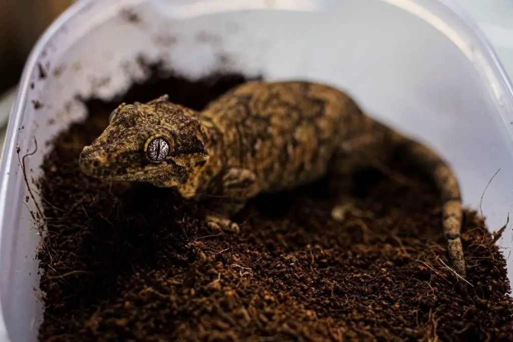 baby gargoyle gecko