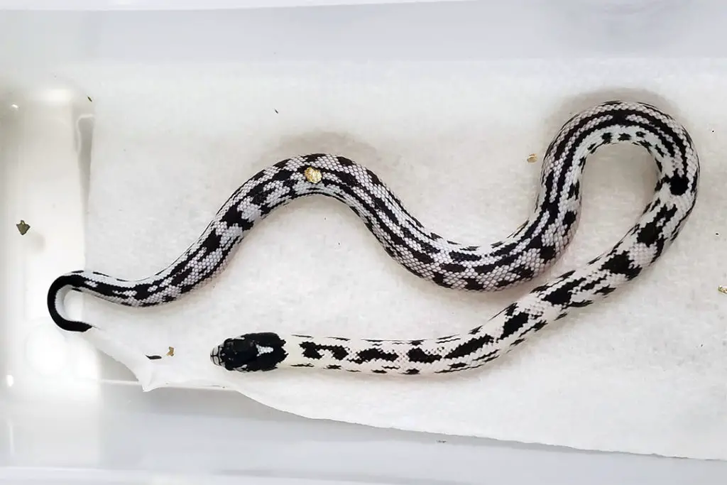baby king snake hatchling