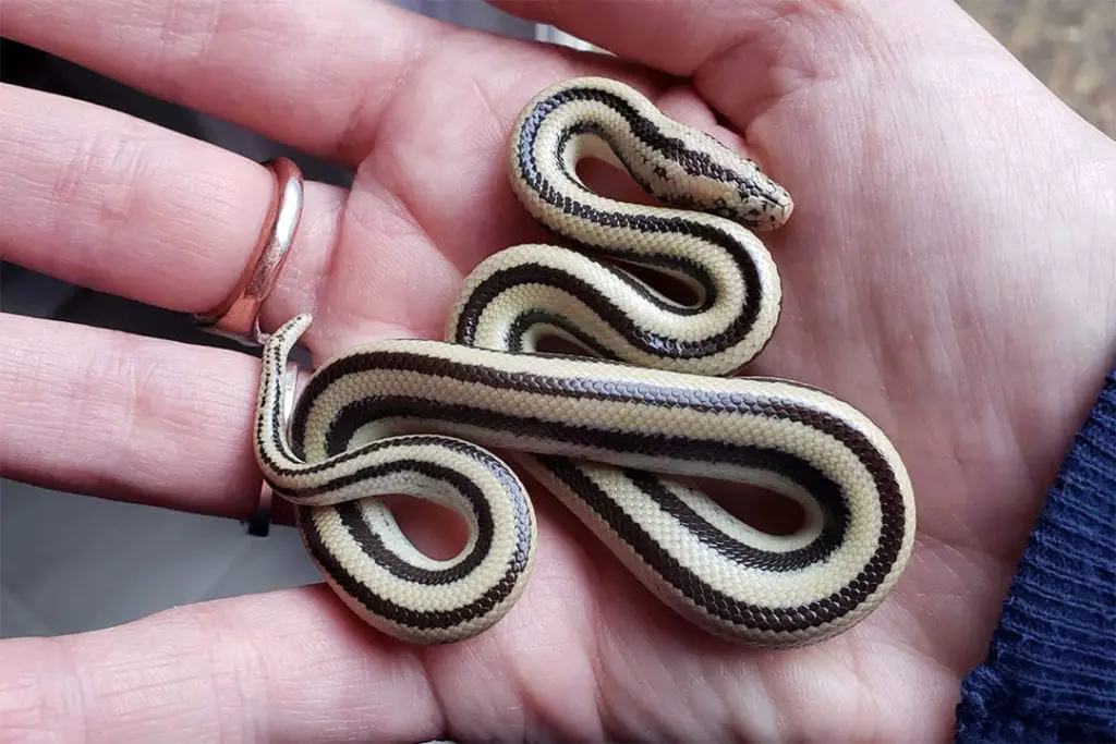 baby rosy boa