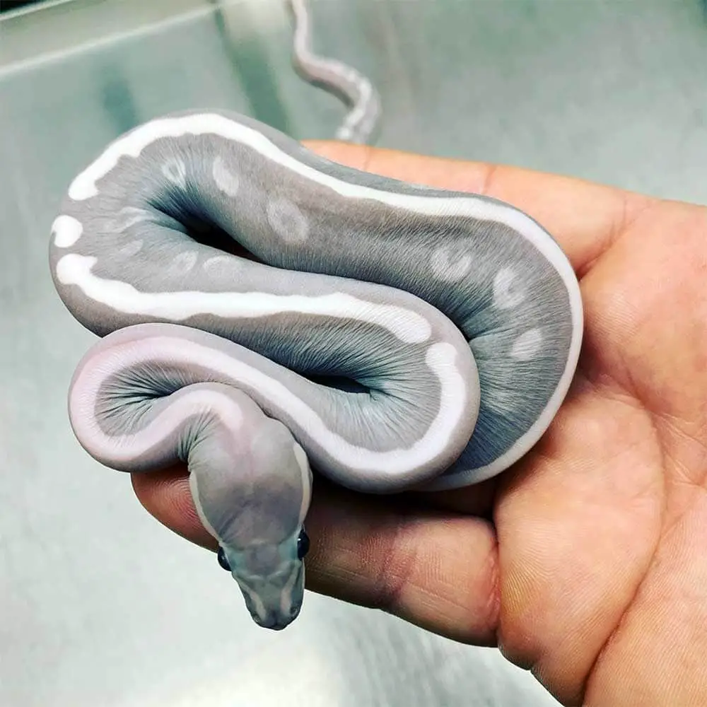 baby scaleless royal ball python